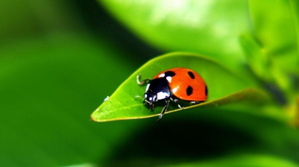 коровка божья
