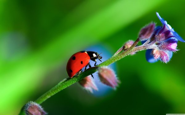 коровка божья