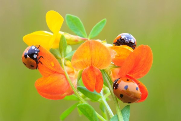 коровка божья