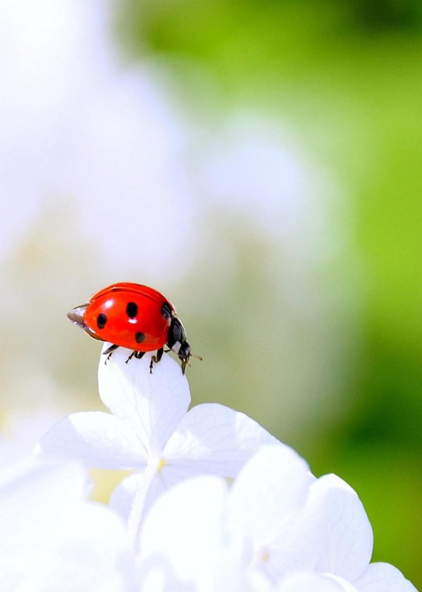 коровка божья