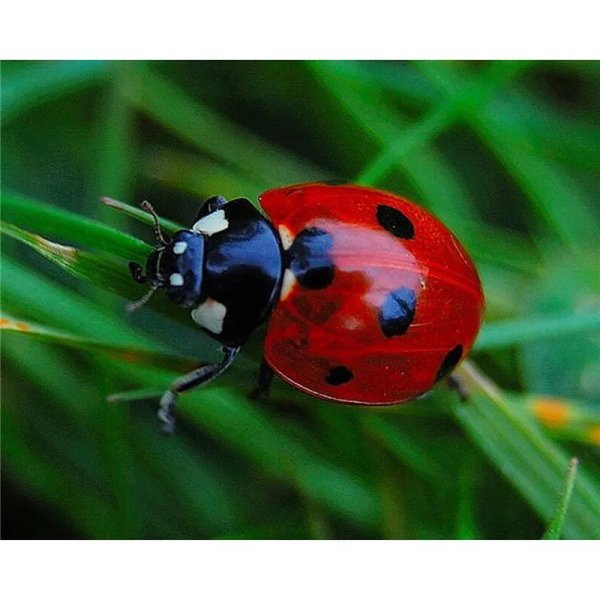 божие коровки