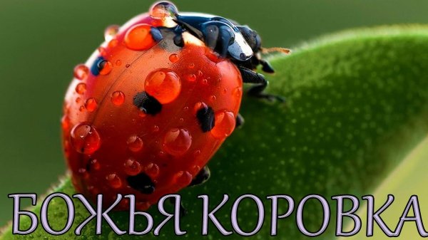 божие коровки