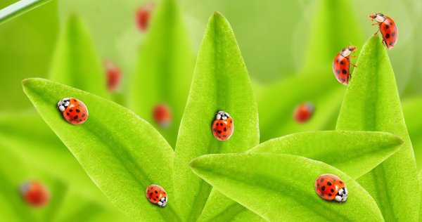 божие коровки