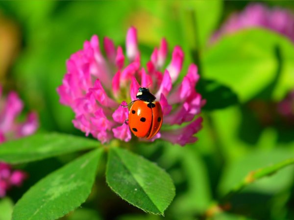 божие коровки