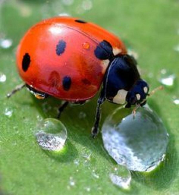 божие коровки