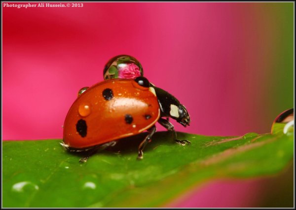 коровка божья