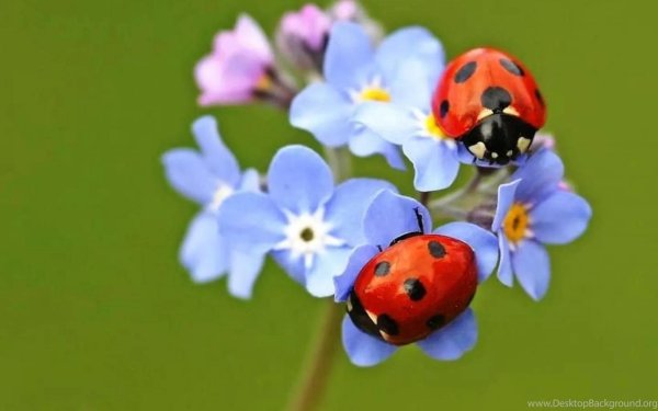 незабудки с божьей коровкой