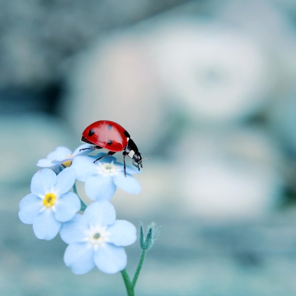 коровка божья