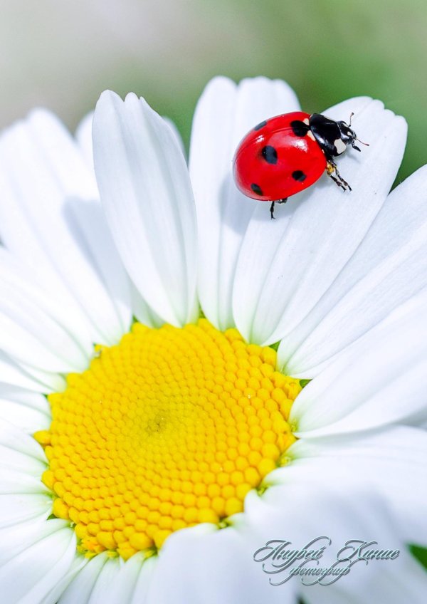 с ромашками