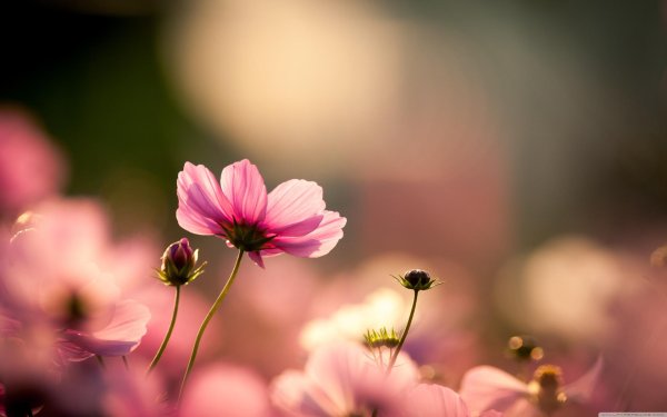 cosmos flower