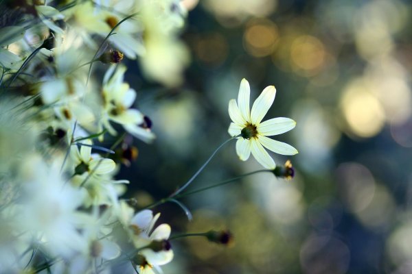 coreopsis verticillata