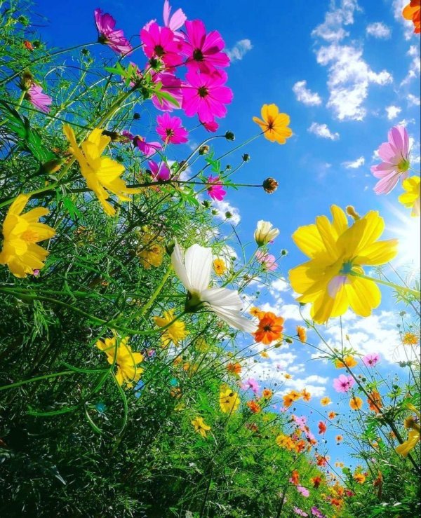 цветок космеи