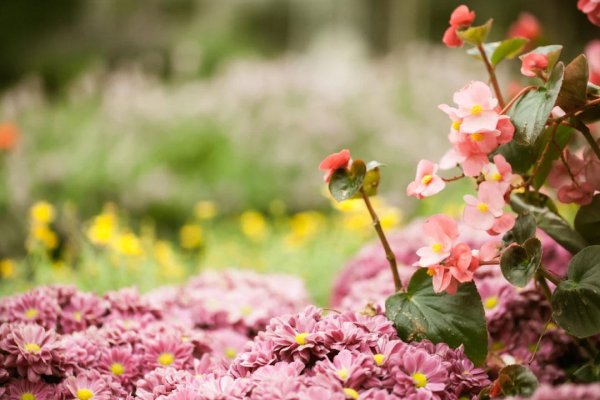 вечноцветущая бегония