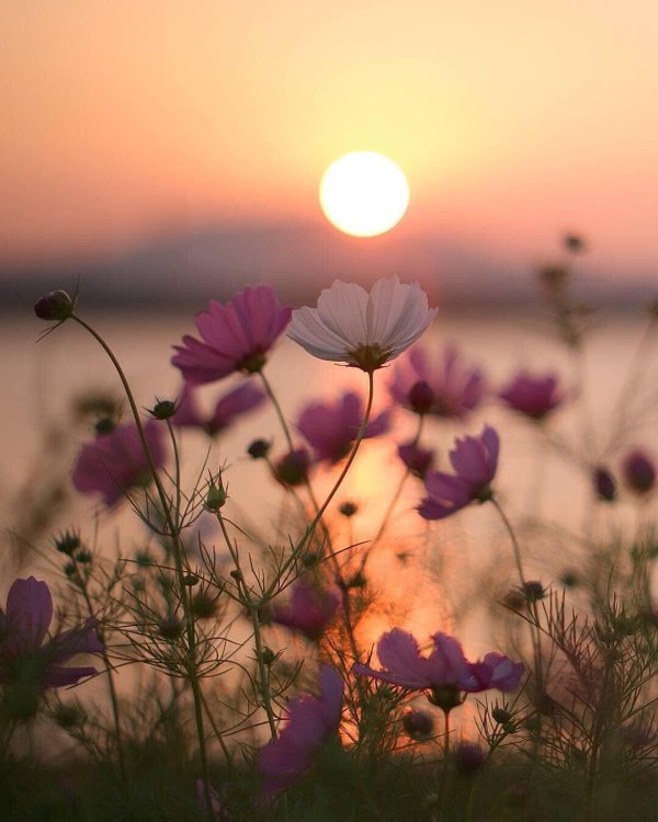 cosmos flower