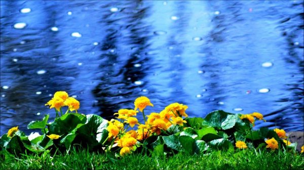 калужница болотная