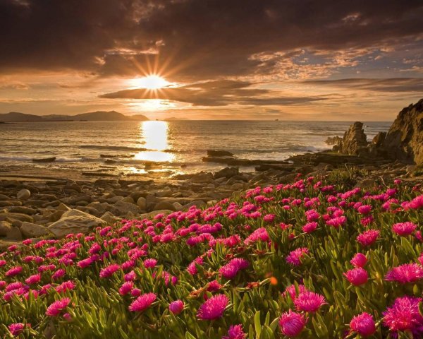 цветы пейзаж