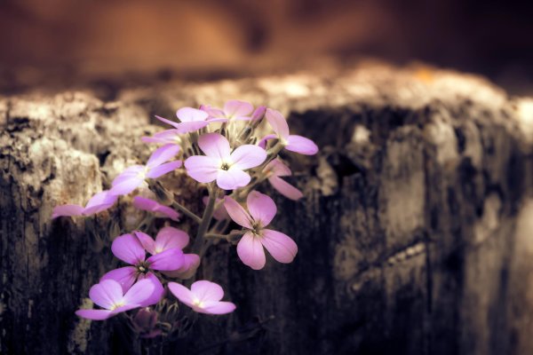 вечерница ночная фиалка