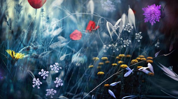 полевой цветок