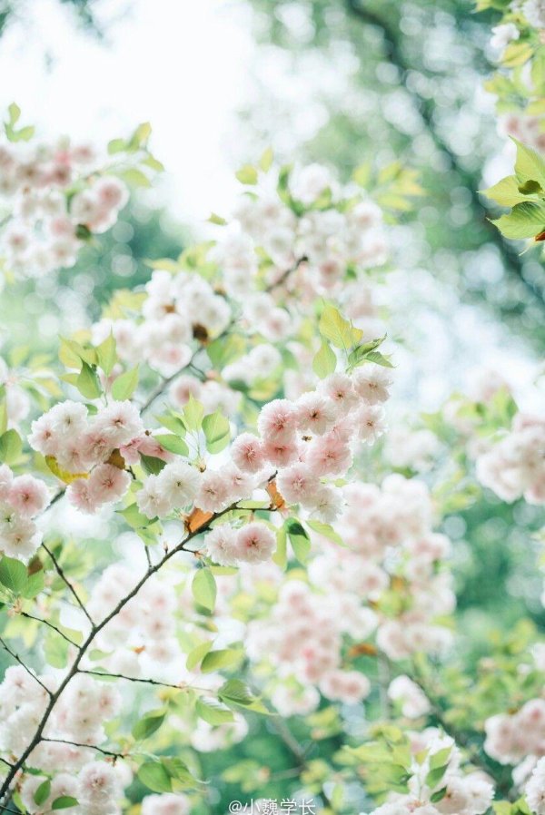 нежная весна