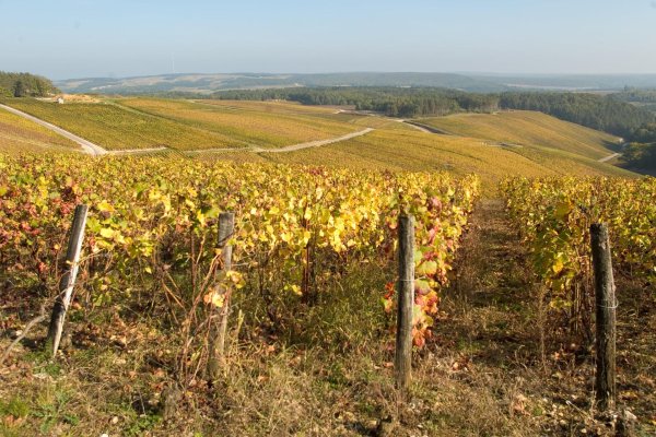 долина рейна виноградники