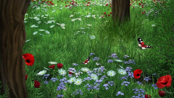 полянка с цветами