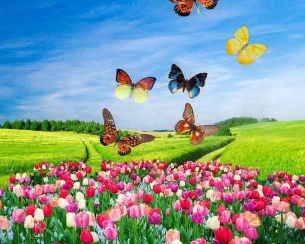 бабочка весной