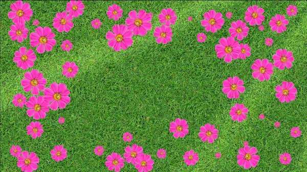 цветов поляна