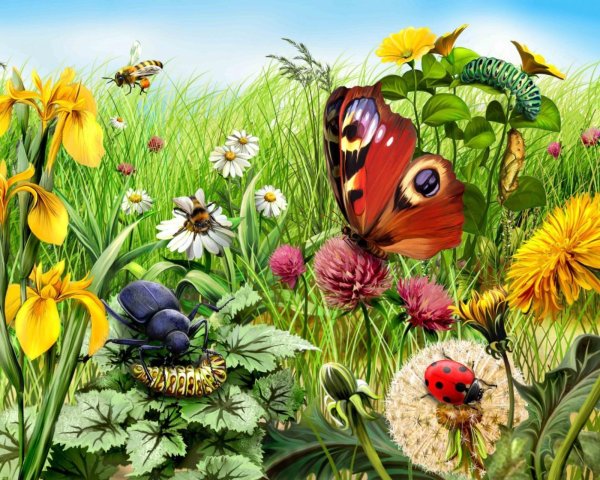 бабочка дневной павлиний глаз