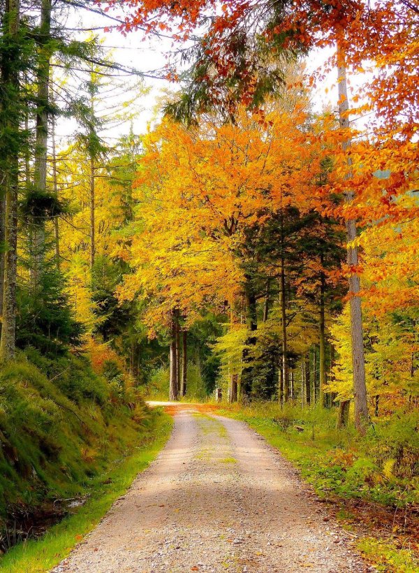 лес шварцвальд осенью