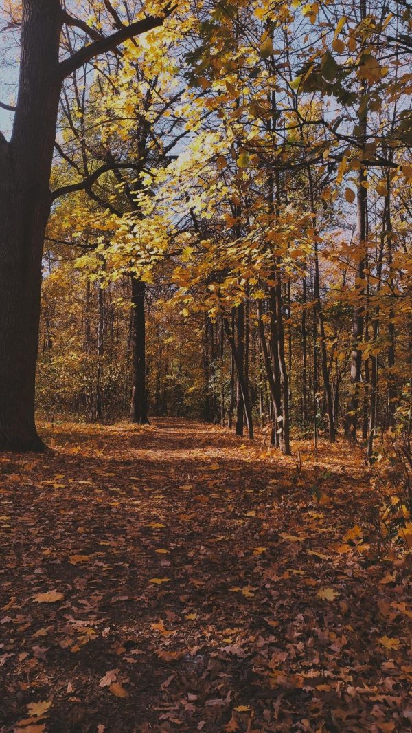 осенняя природа