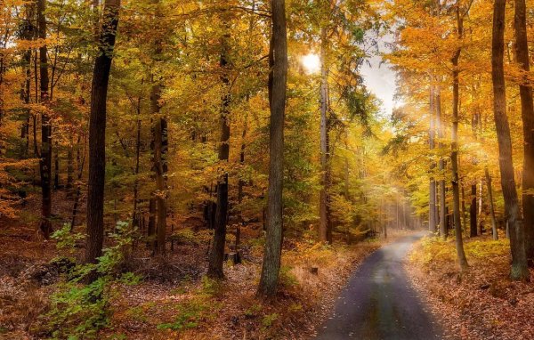 осенние леса