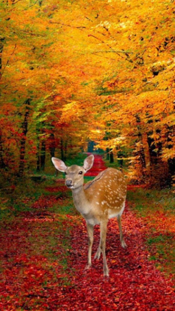 осенние пейзажи