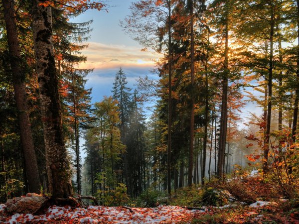 красивые леса