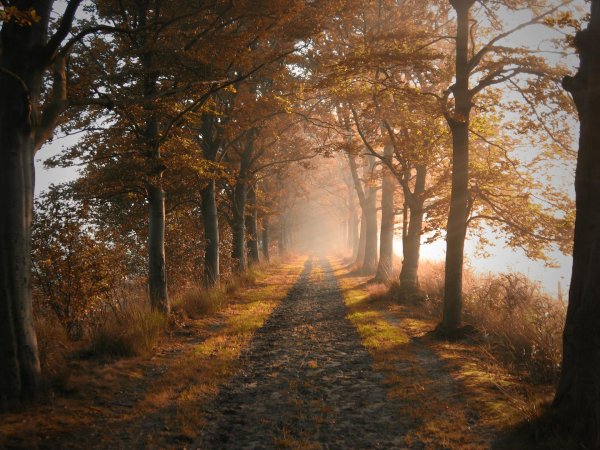 осенние пейзажи