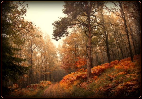 пейзаж осеннего леса