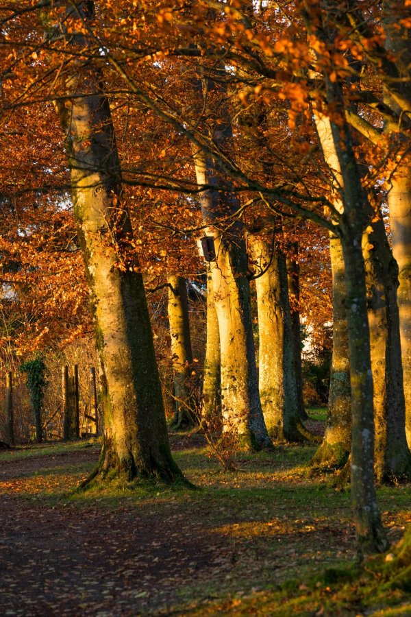 осенние леса