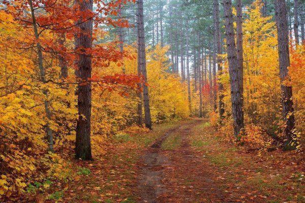 осенняя лесная тропинка