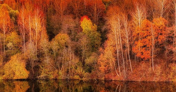красота осеннего леса