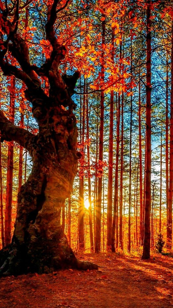 необычные деревья