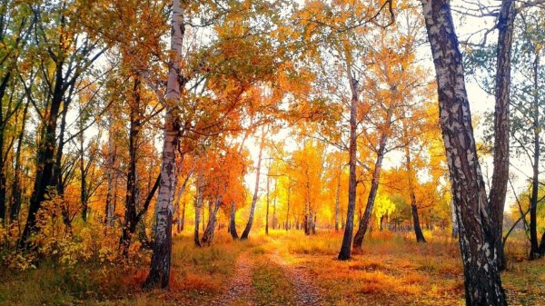 парк березы осень