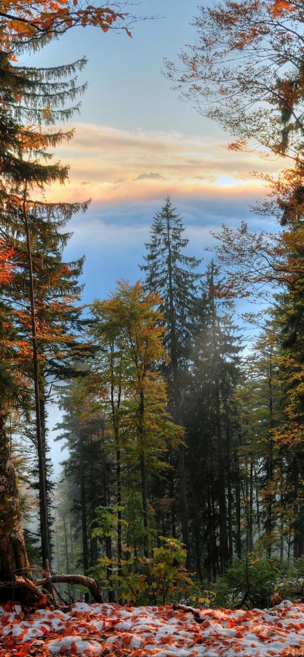 красивые лесные пейзажи
