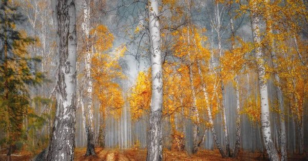 золотая березовая роща осенью