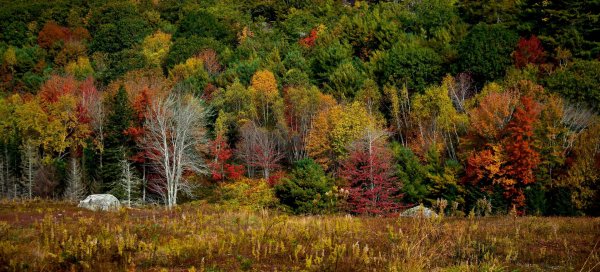 осенние леса
