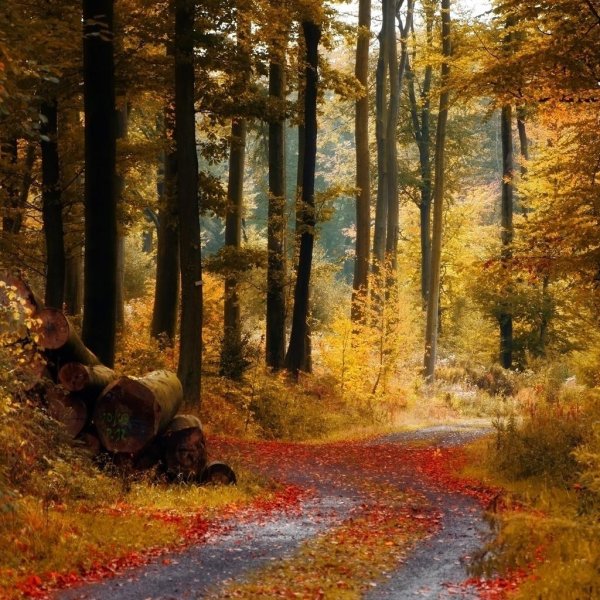 осенние пейзажи