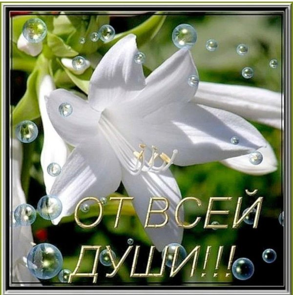 белая лилия