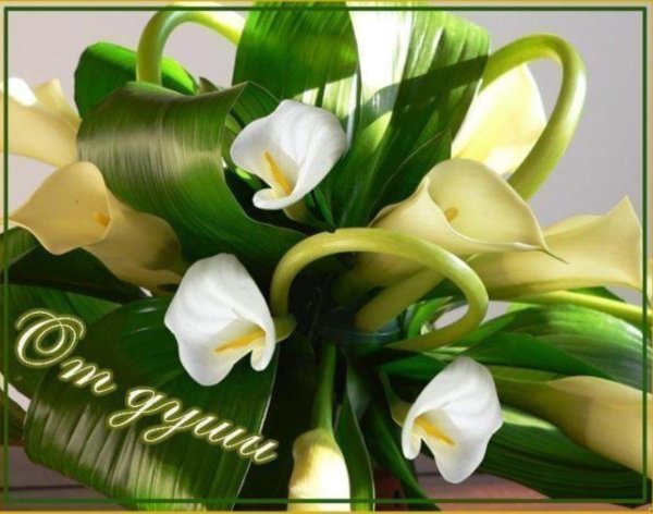 белокрыльник калла