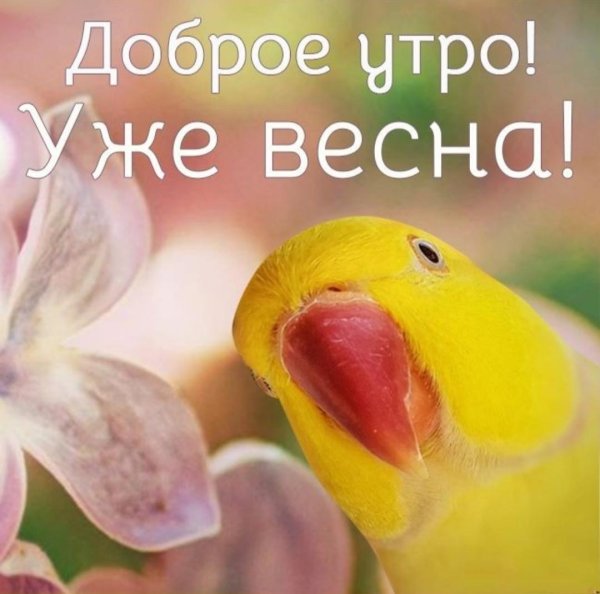 доброе весеннее утро прикольные