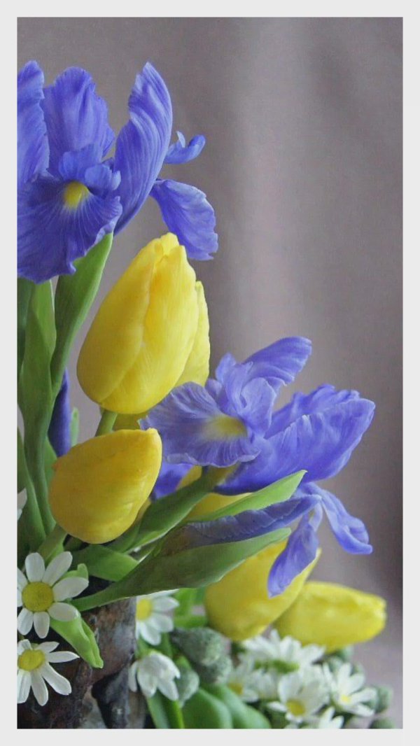 ирисы блю мэджик