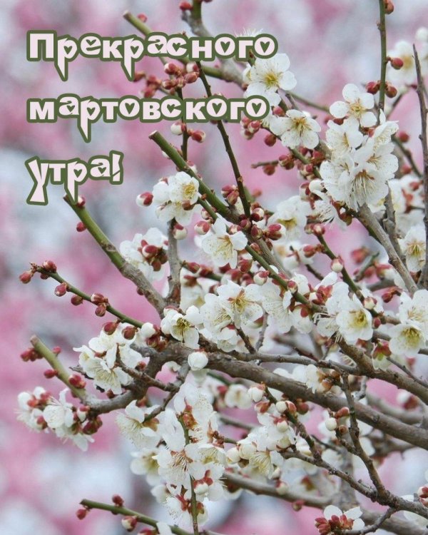 весеннего доброго утра