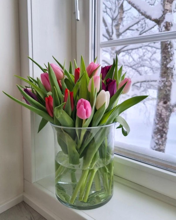 тюльпаны на окне дома